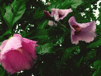 Close-up of pink rose