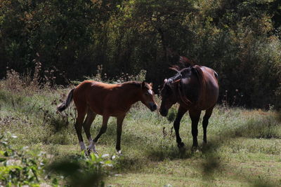 Horses grazing on field