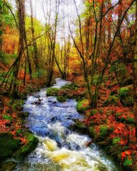 Stream flowing amidst trees in forest during autumn