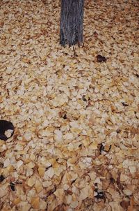 High angle view of dry leaves on wood