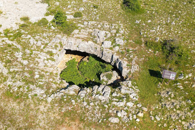 High angle view of tree trunk