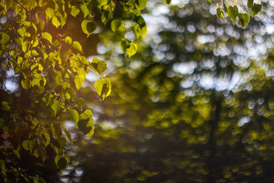 sunlight