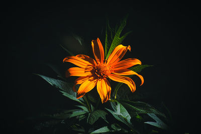 Close-up of orange flower against black background