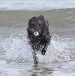 Dog swimming in sea