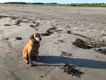 Dog sitting on the beach