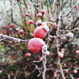 Close-up of frozen berries on tree