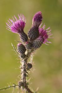 Close-up of thistle flower