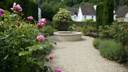 High angle view of flowers blooming outdoors