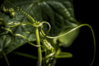 Extreme close up of dew drops on leaf