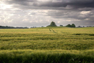 Scenic view of agricultural field against sky