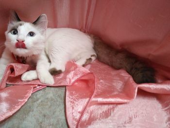 Portrait of kitten relaxing on bed