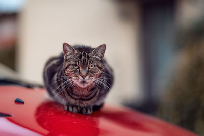 Close-up portrait of cat