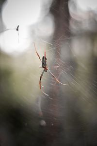 Close-up of spider on web