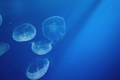 Close-up of jellyfishes swimming in aquarium