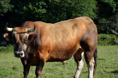 Cow standing on field