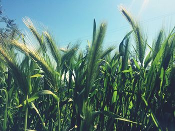 Close-up of fresh plants in field against clear sky