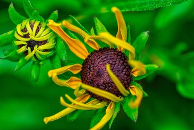 Close-up of yellow flowering plant