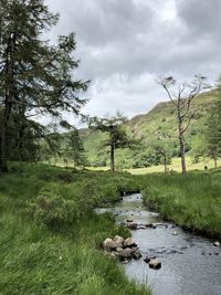 Scenic view of stream flowing through trees in garden