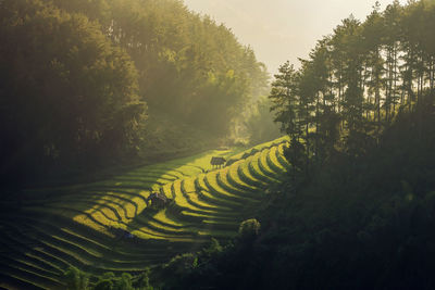 Scenic view of rice paddy field