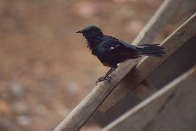 Close-up of bird perching on wood