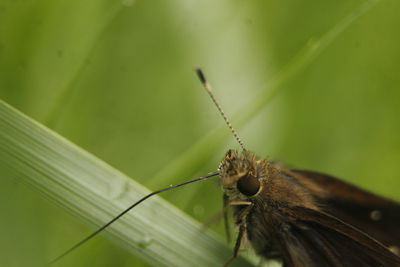 Close-up of butterfly on leaf