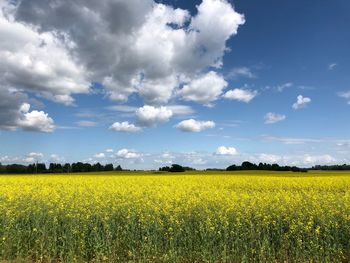 Scenic view of oilseed rape field against sky