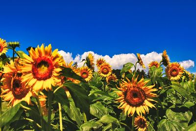 Close-up of yellow flowering plants against blue sky