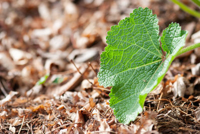 Close-up of plant growing on field