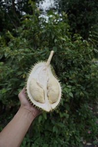 Durian, king of fruit