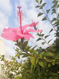 Close-up of pink flowering plant against sky