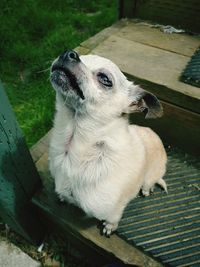 High angle view of dog looking away