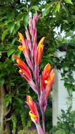 Close-up of orange day lily blooming on tree