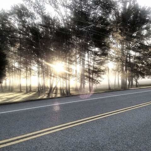 ROAD AGAINST TREES