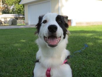 Close-up of dog on grassy field