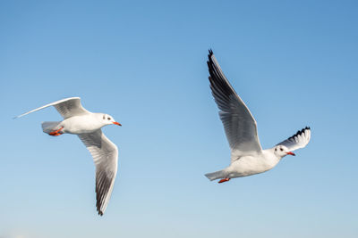 Low angle view of seagulls flying against clear blue sky