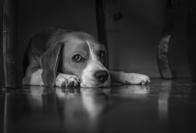 Portrait of dog relaxing on floor at home