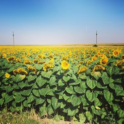 Sunflower field against clear sky