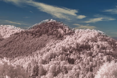 Low angle view of trees on mountain against sky