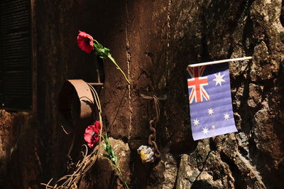 Close-up of red flower hanging on tree trunk