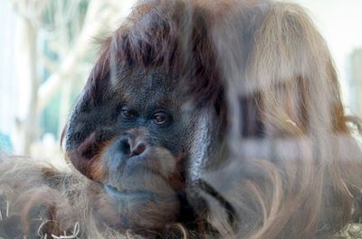 Close-up of orangutan behind glass