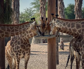 giraffe