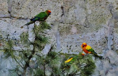 Bird perching on a tree