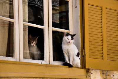 Cat sitting on window sill