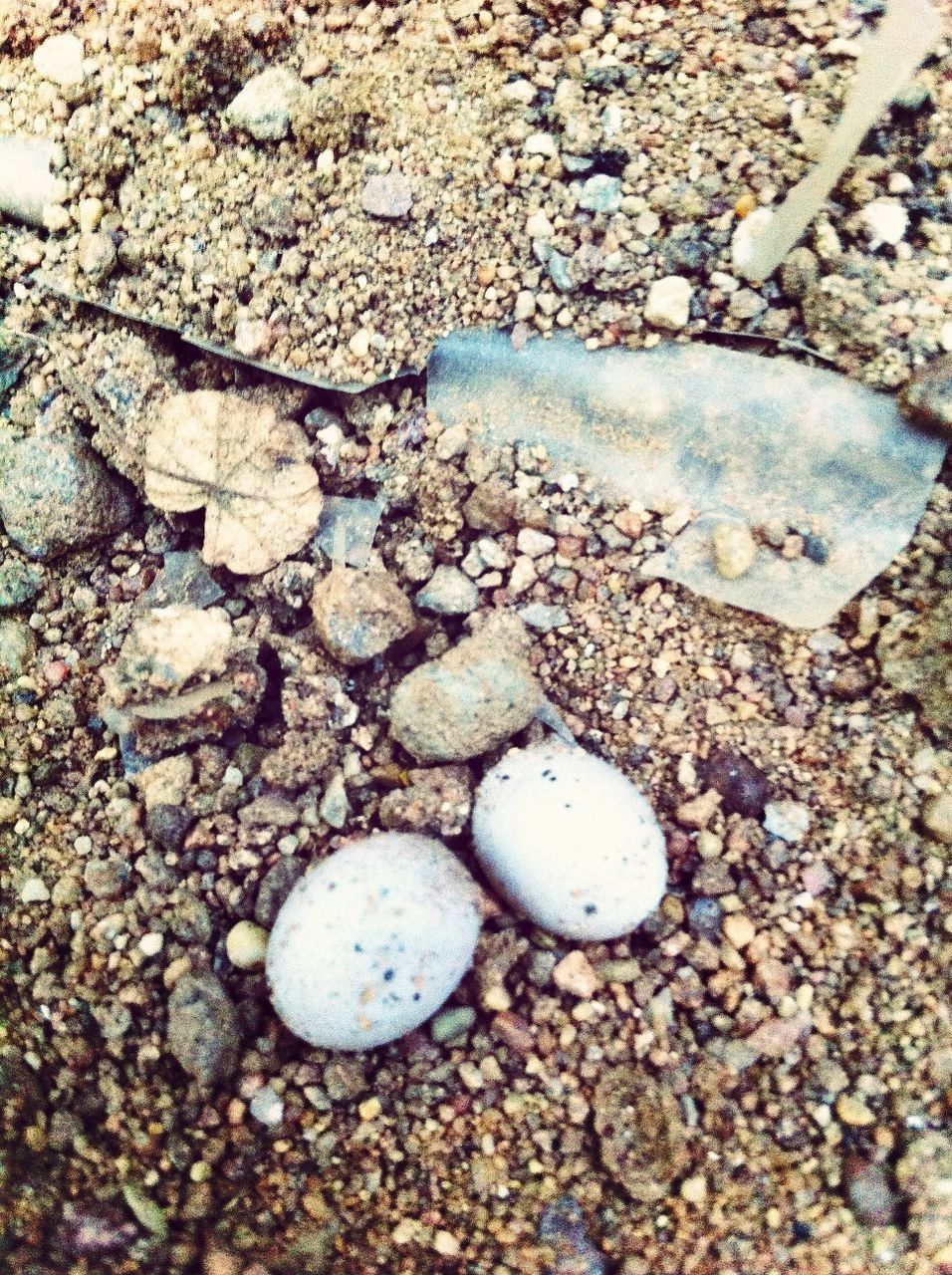 pebble, stone - object, beach, high angle view, nature, sand, shore, rock - object, stone, water, textured, day, close-up, outdoors, no people, tranquility, dirt, wet, ground, seashell