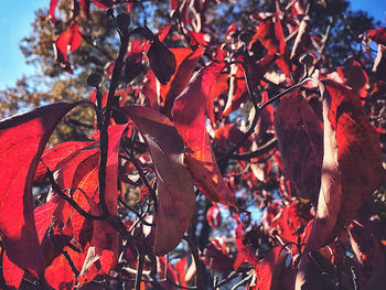 Close-up of red maple leaves on tree