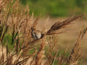 Close-up of bird perching on plant