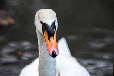 Close-up of swan