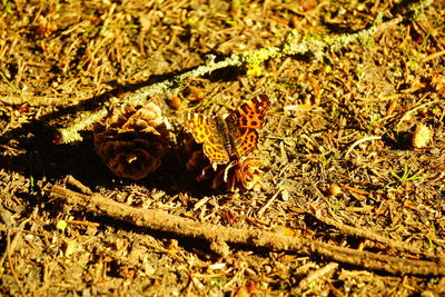 Close-up of insect on land