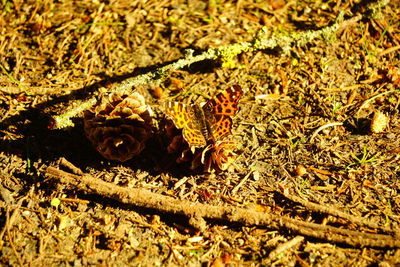 Close-up of insect on land