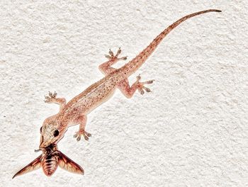 Close-up of lizard hunted prey on white wall